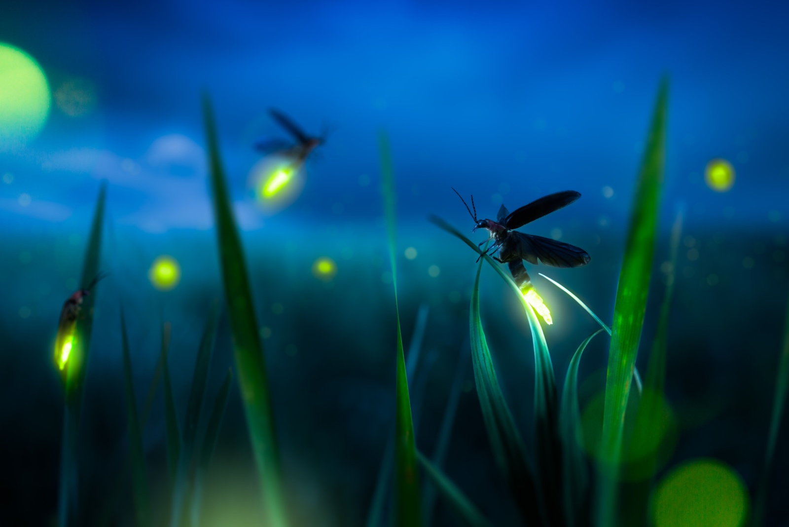 8 Reasons Fireflies Are Disappearing From Alabama Gardens This Fall