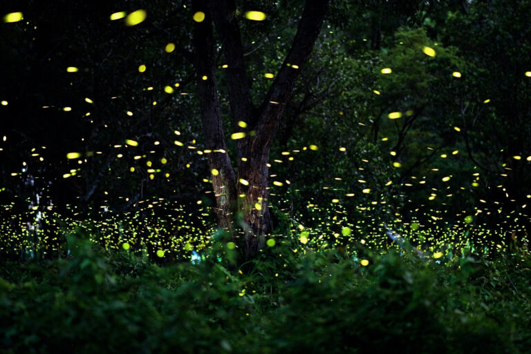 Fireflies (featured image)