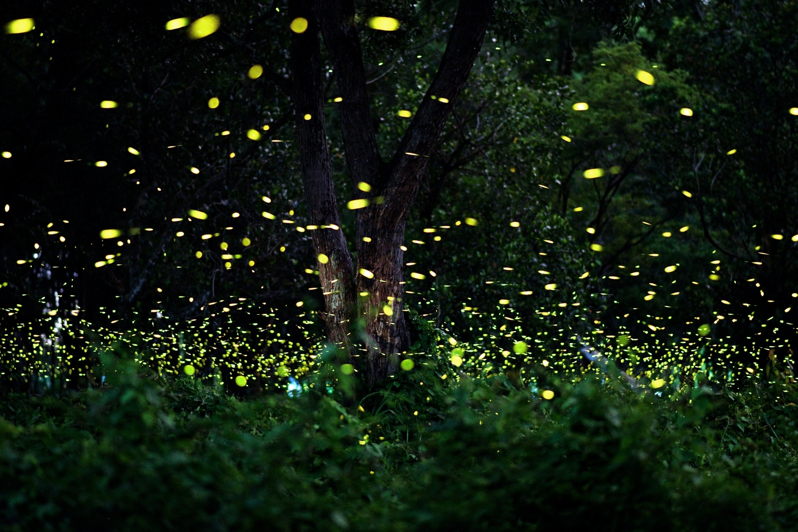 8 Reasons Fireflies Are Slowly Disappearing From California