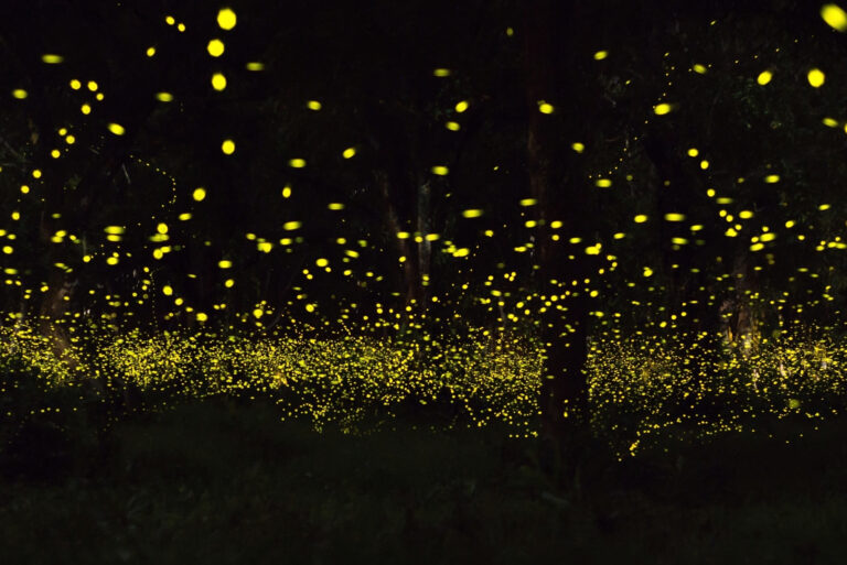 Fireflies (featured image)