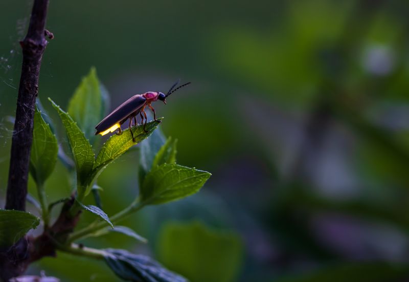 Light Pollution Disrupts Mating Signals