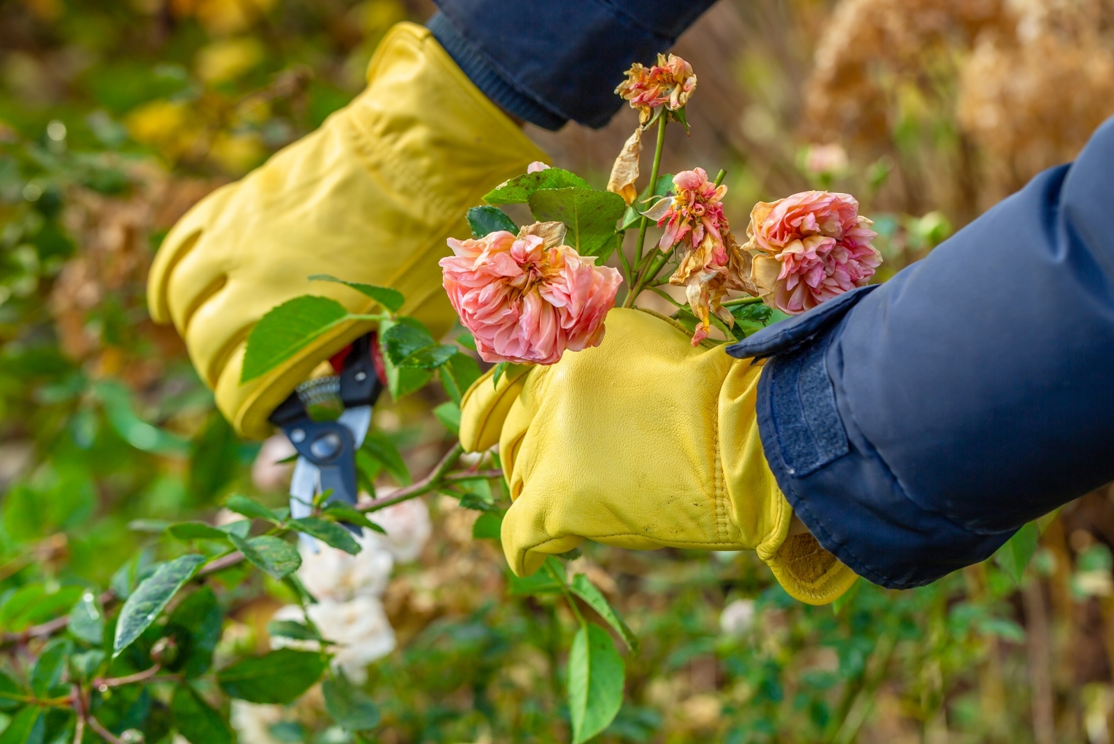 pruning roses (featured image)
