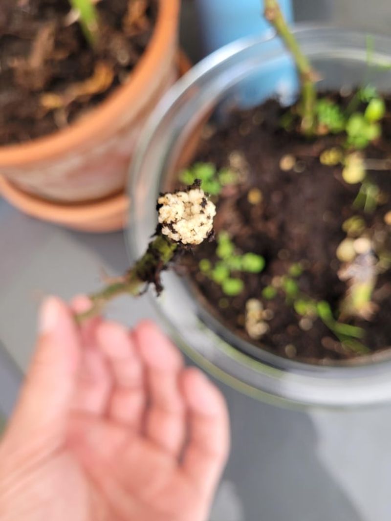 Encourages Stronger Root Development