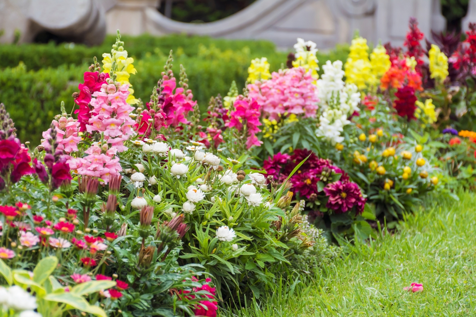 8 Reasons Gardeners In California Should Wait Until Spring To Throw Away Annuals