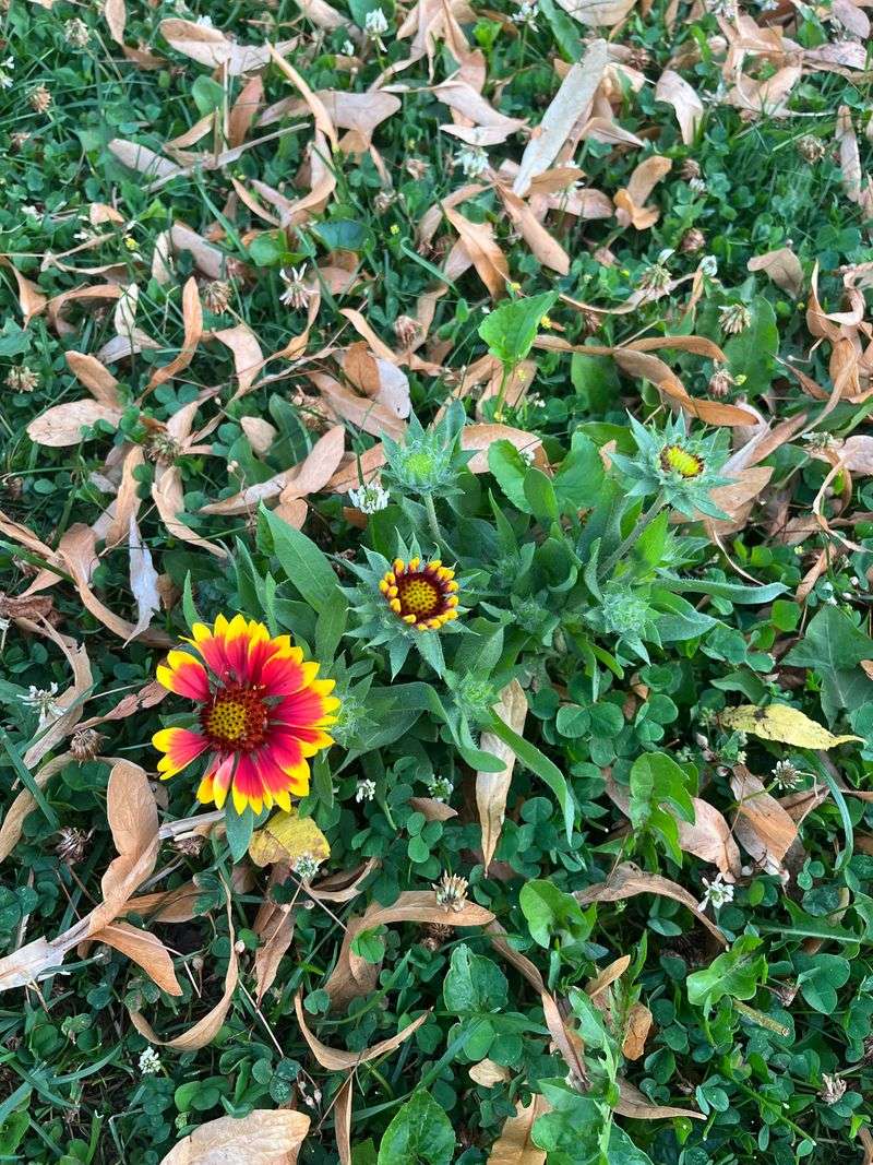Shelter for Beneficial Insects