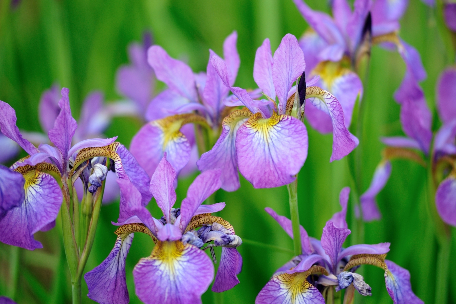 8 Reasons Gardeners Should Prune Irises In The Fall In Michigan