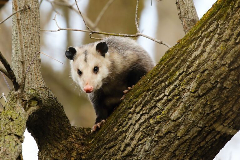 North American opossum