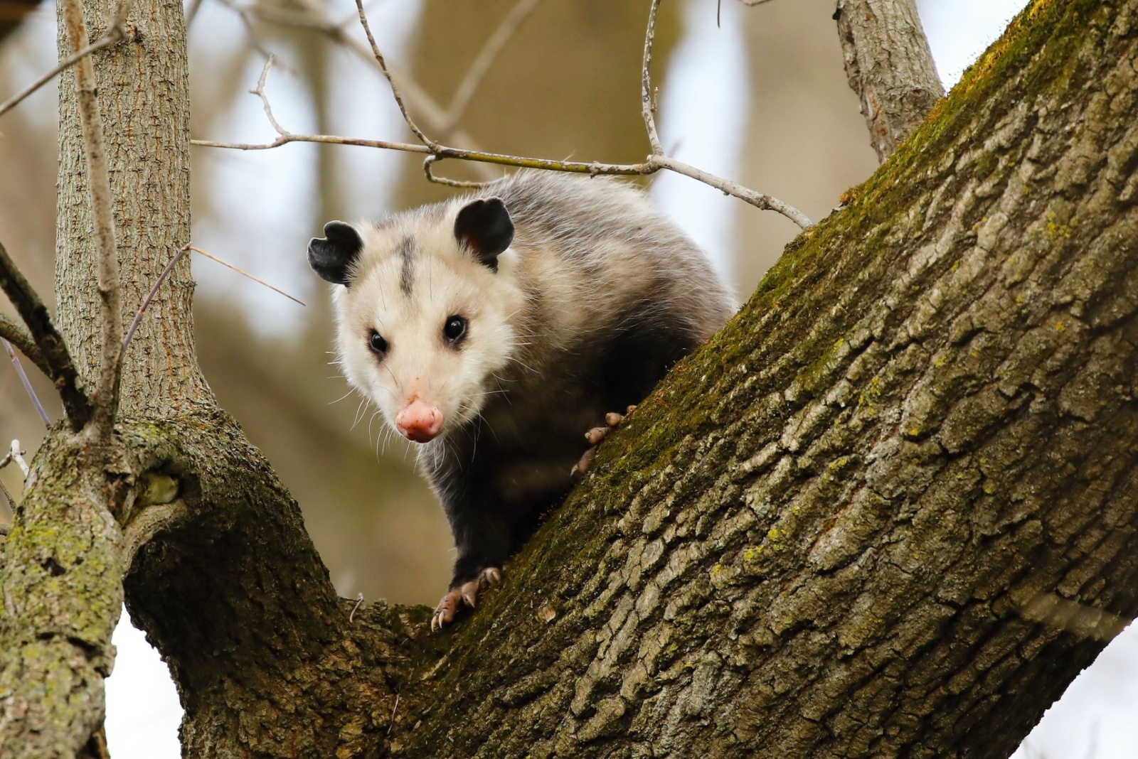 8 Reasons Georgia Homeowners Should Think Twice Before Removing Possums