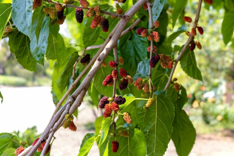 Mulberry. Ripe fruit ona mulberry tree.