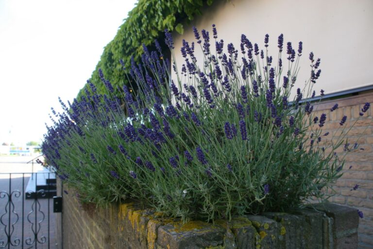 Purple Lavender flowering in garden