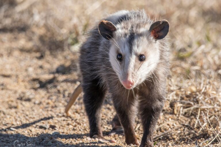 Opossum walking