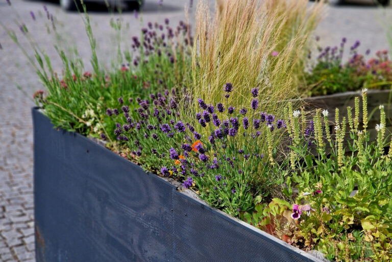 Lavender (featured image)