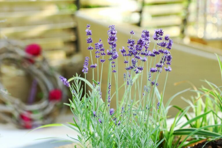 Lavender in patio