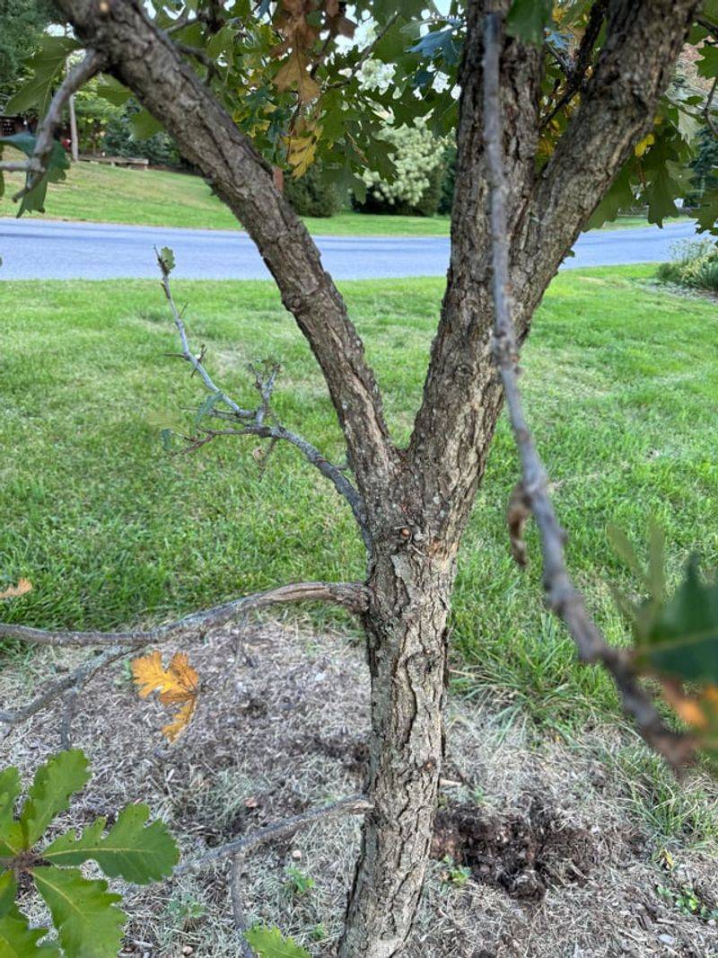 Trees Enter Dormancy and Heal Faster