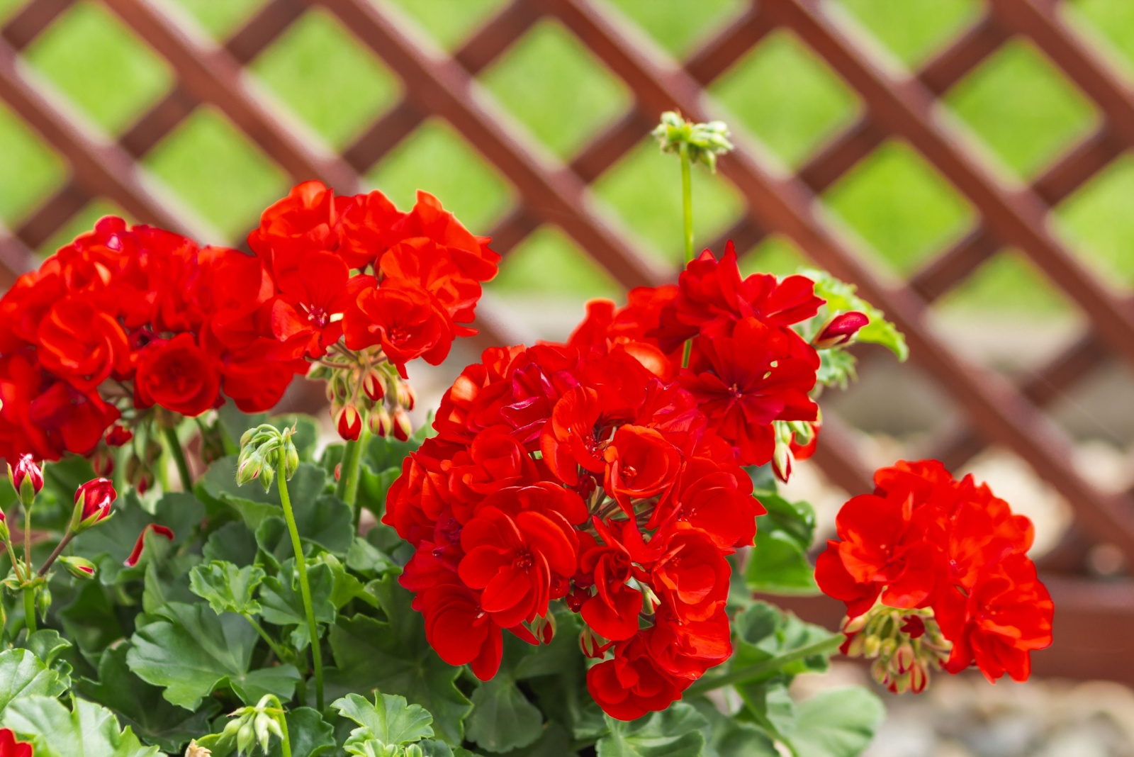 Red geranium flowers with green leaves