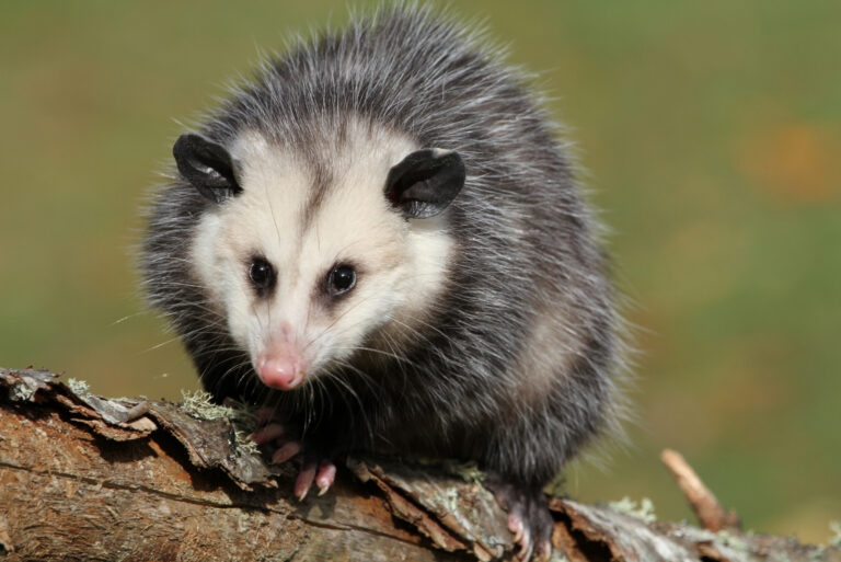Possums (featured image)