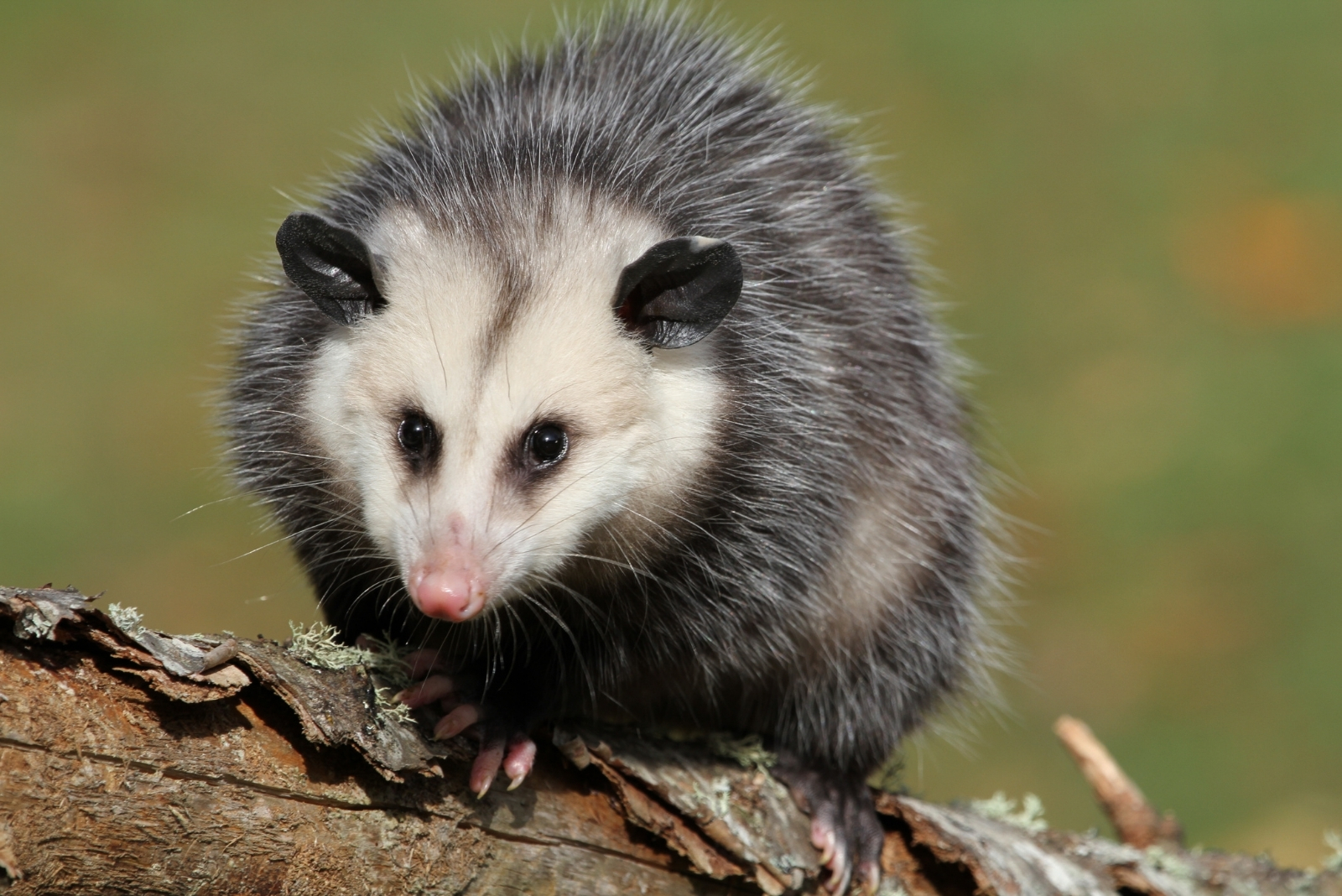 8 Reasons To Think Twice Before Removing Possums In Massachusetts