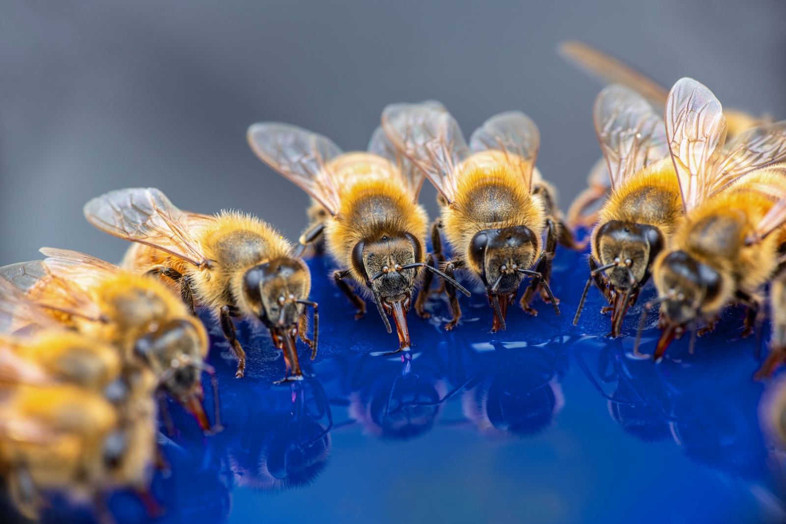 bees drink water