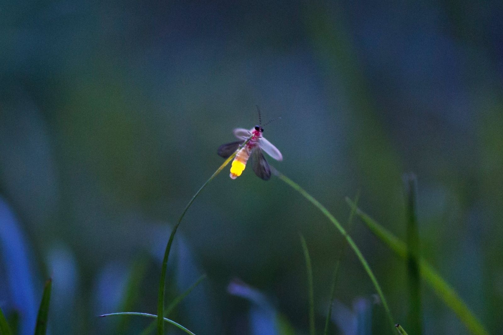 8 Reasons Why Fireflies Are Slowly Disappearing In Maryland Yards