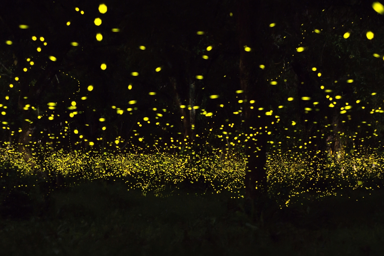 8 Reasons Why Fireflies Are Slowly Disappearing In Tennessee
