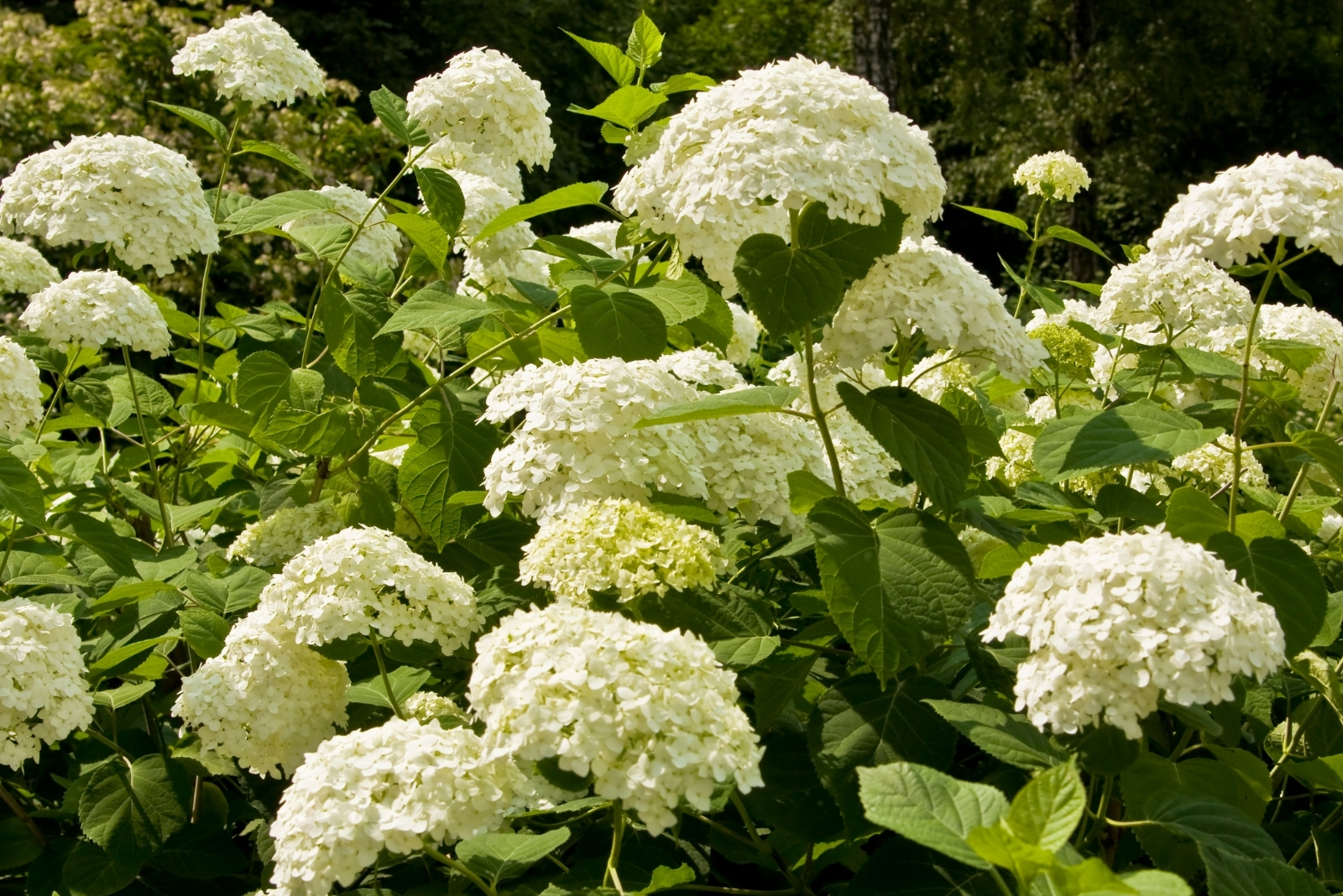 Hydrangeas (featured image)