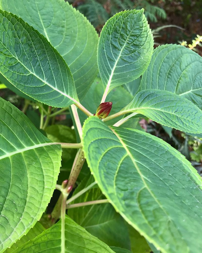 You'll Cut Off Next Year's Flower Buds