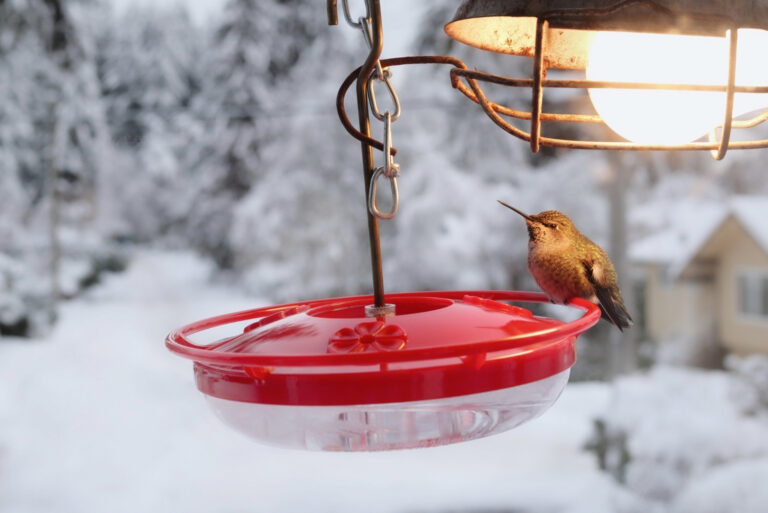 Hummingbird Feeder (featured image)