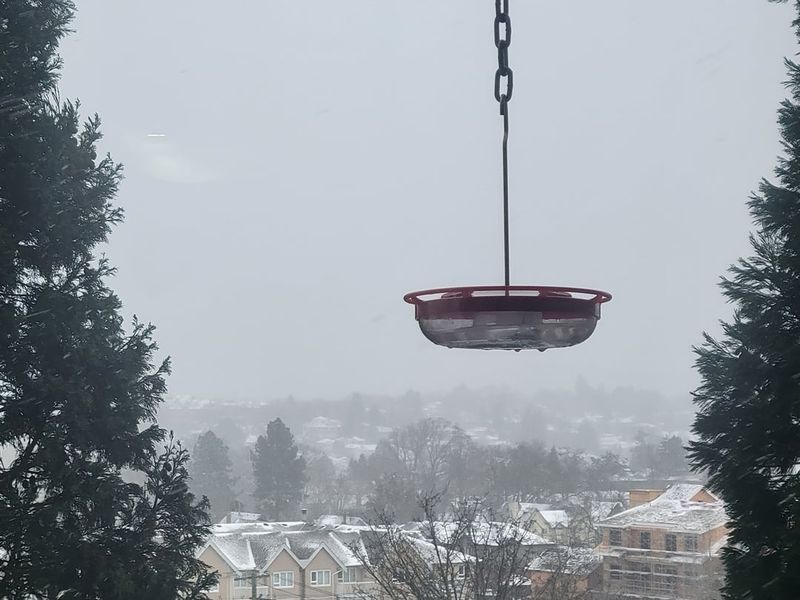 Nighttime Temperatures Drop Below Freezing