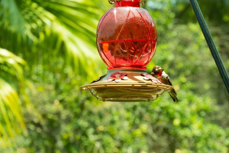A hummingbird at a hummingbird feeder