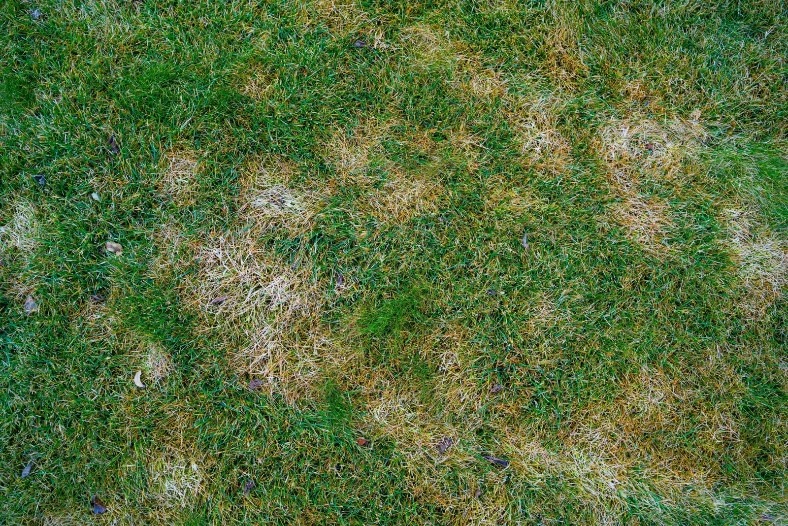 8 Signs It’s The Right Time To Reseed Your Lawn In Michigan