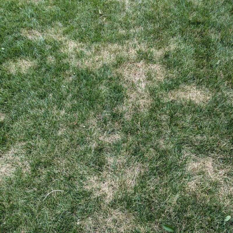 Bare Patches Are Spreading Across Your Yard