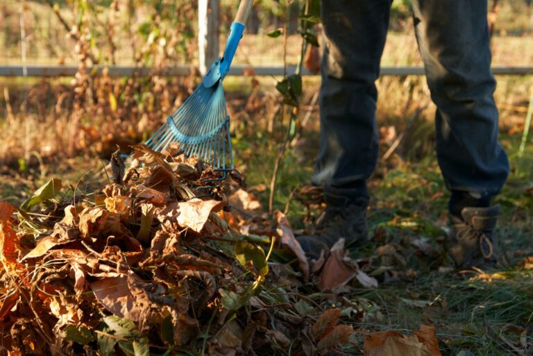 Disposal of fallen leaves in the garden