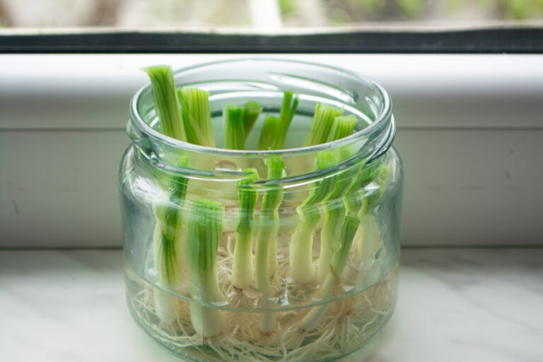 growing Scallions (featured image)
