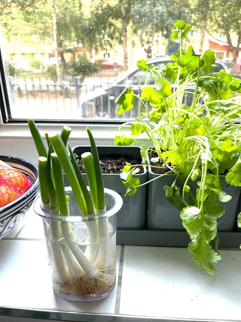 Select Healthy Scallion Scraps