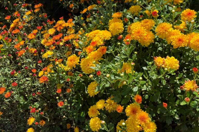 Chrysanthemum flowers garden mums yellow orange blooms.