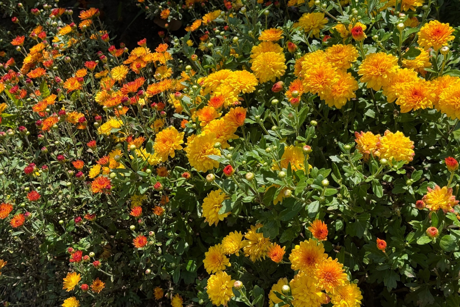 8 Simple Tricks To Keep Kansas Mums Blooming Beautifully All Fall