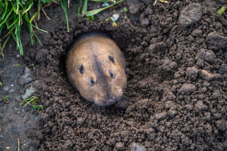 Valley Pocket Gopher