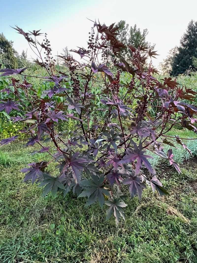 Plant Castor Beans Around Your Property