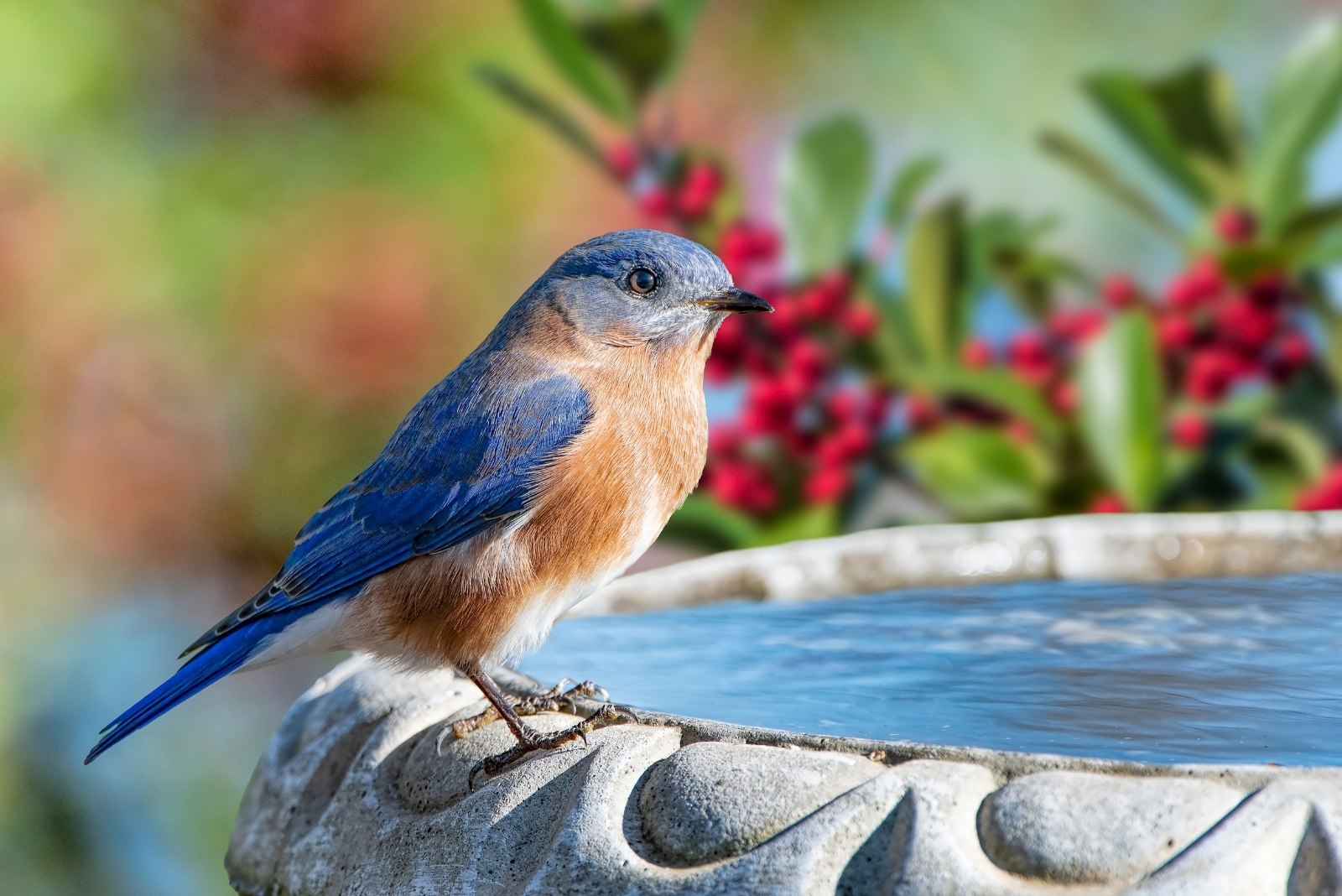 8 Simple Ways To Support Birds This Fall In North Carolina