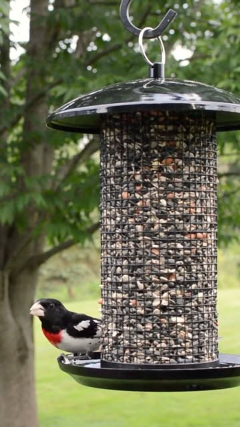 Fill Your Feeders with High-Energy Seeds