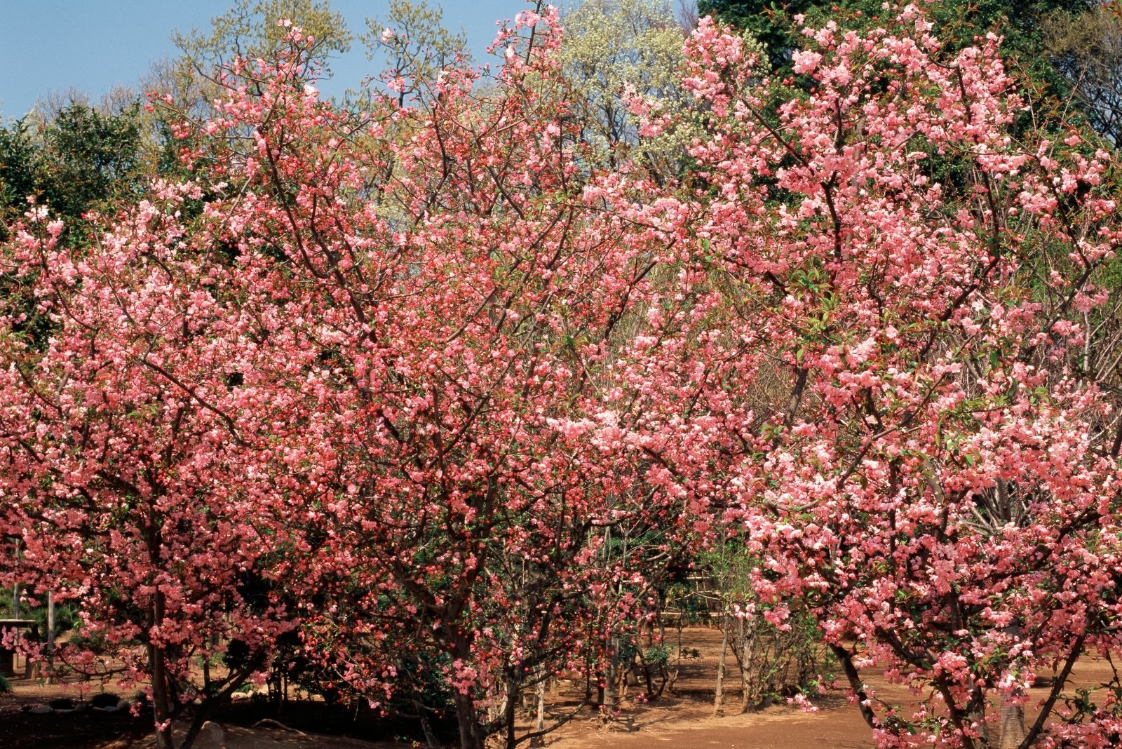 8 Small Trees That Add Striking Color To Illinois Landscapes