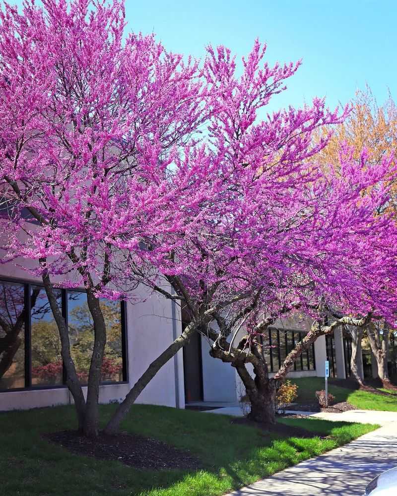 Redbud for Early Spring Color