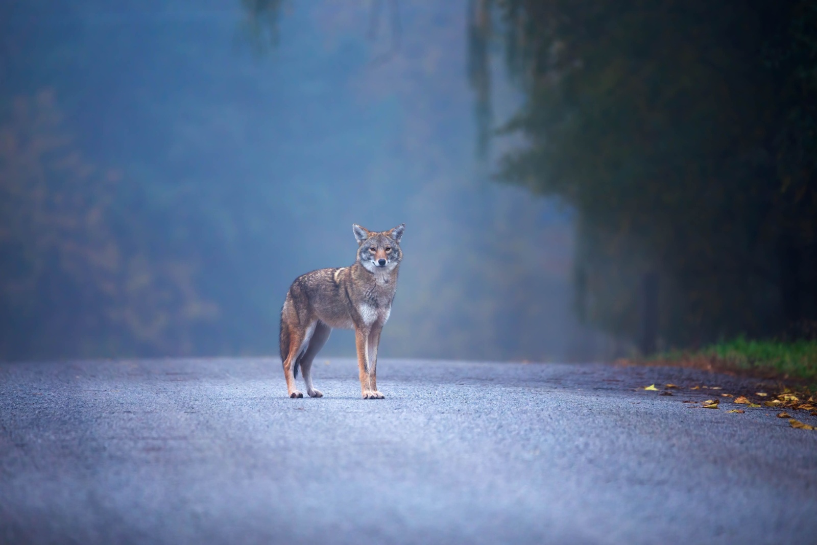 8 Smart (And 3 Risky) Things To Do If A Coyote Shows Up In Your Hawaii Yard
