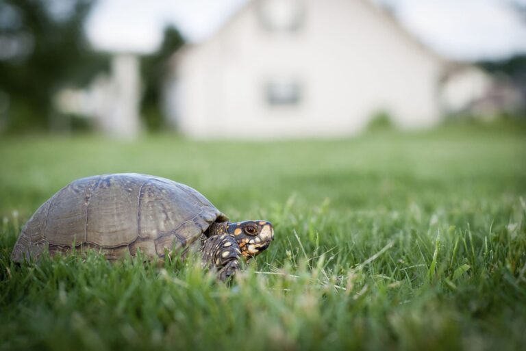 turtle on the grass