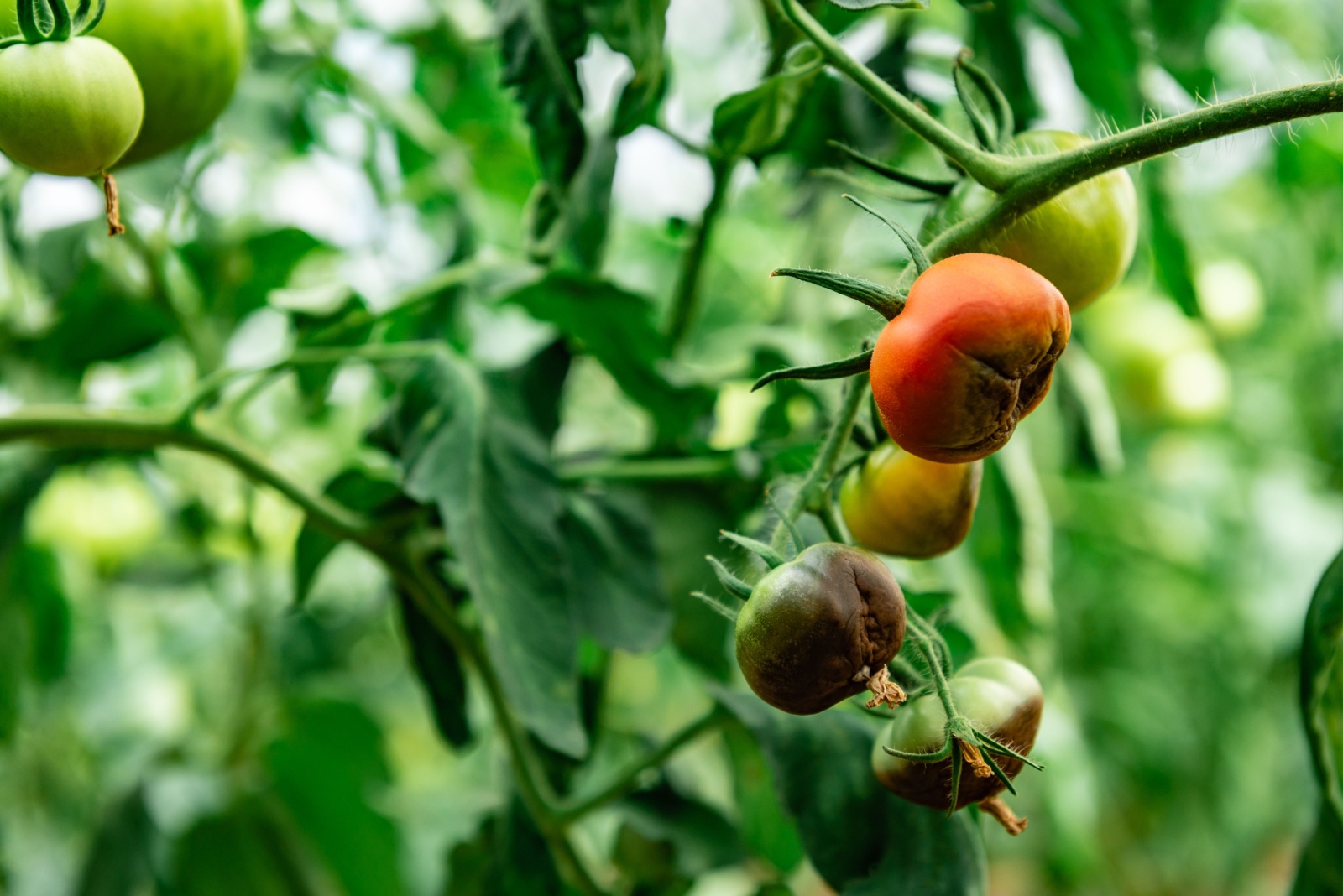 Tomato fruits affected by blossom end rot