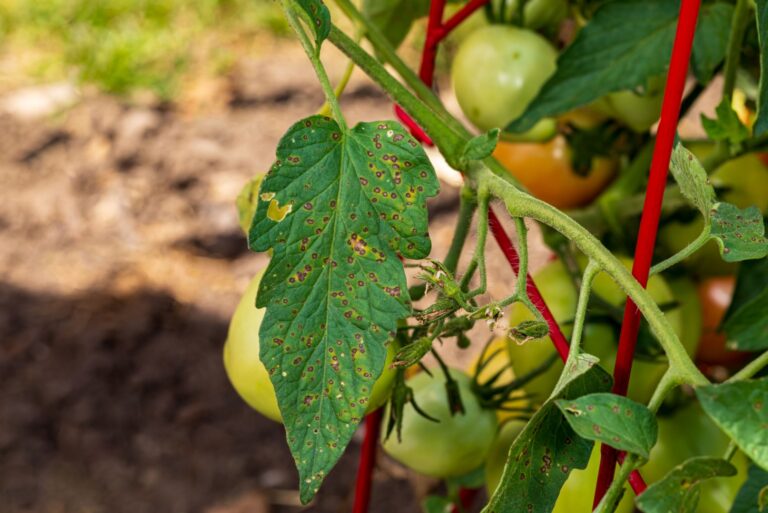 Tomato leaf with brown lesions and spots
