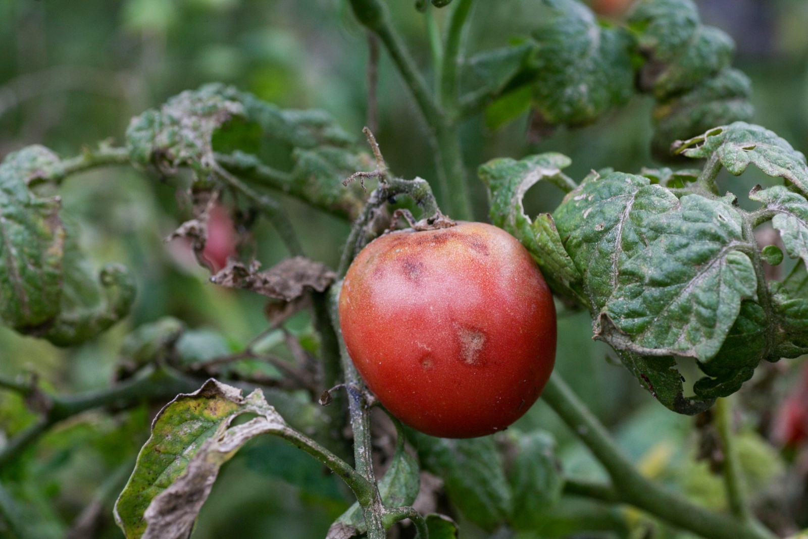 8 Spots In Texas Gardens Where You Should Never Plant Tomatoes