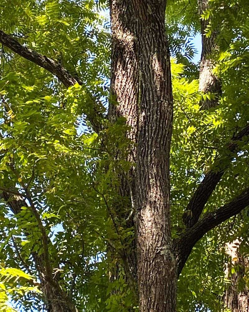 Right Next To Black Walnut Trees