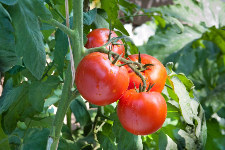 Tomatoes (featured image)