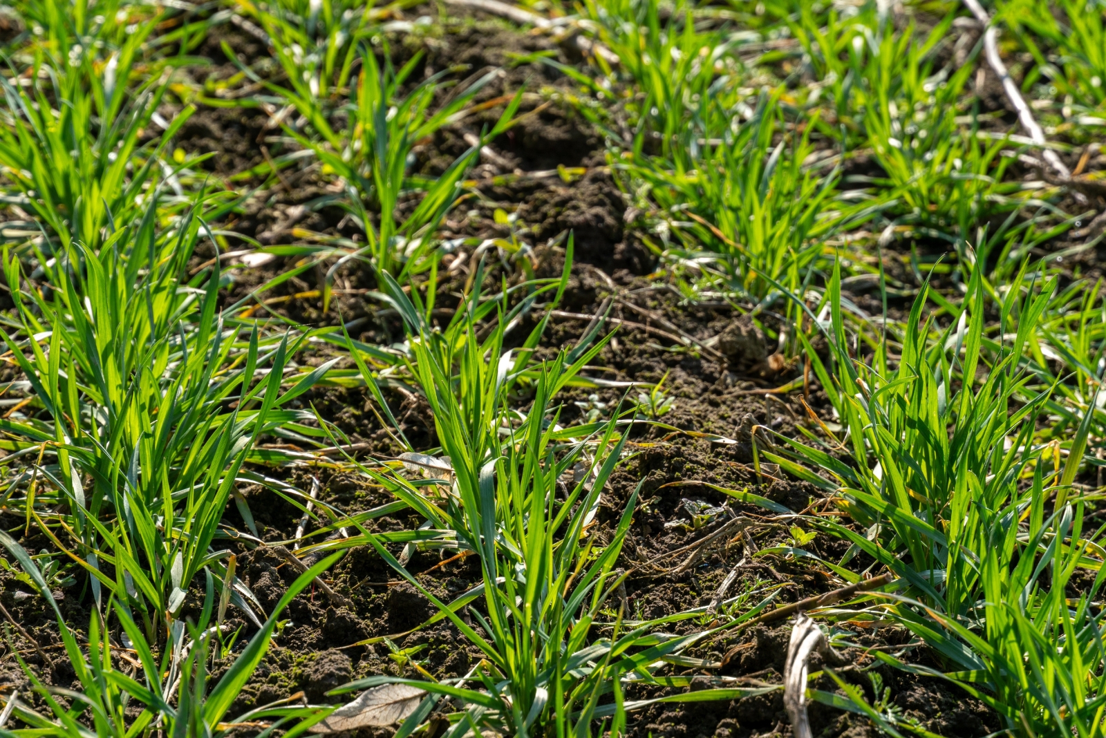 8 Steps To Dormant Seed Your Lawn The Right Way In Kentucky
